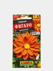 Георгина "Фигаро махровая оранжевая", набор по 1, 3, 5 шт