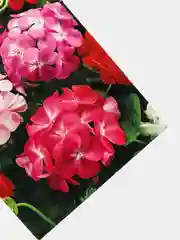 Семена Пеларгония F2 "Капри"