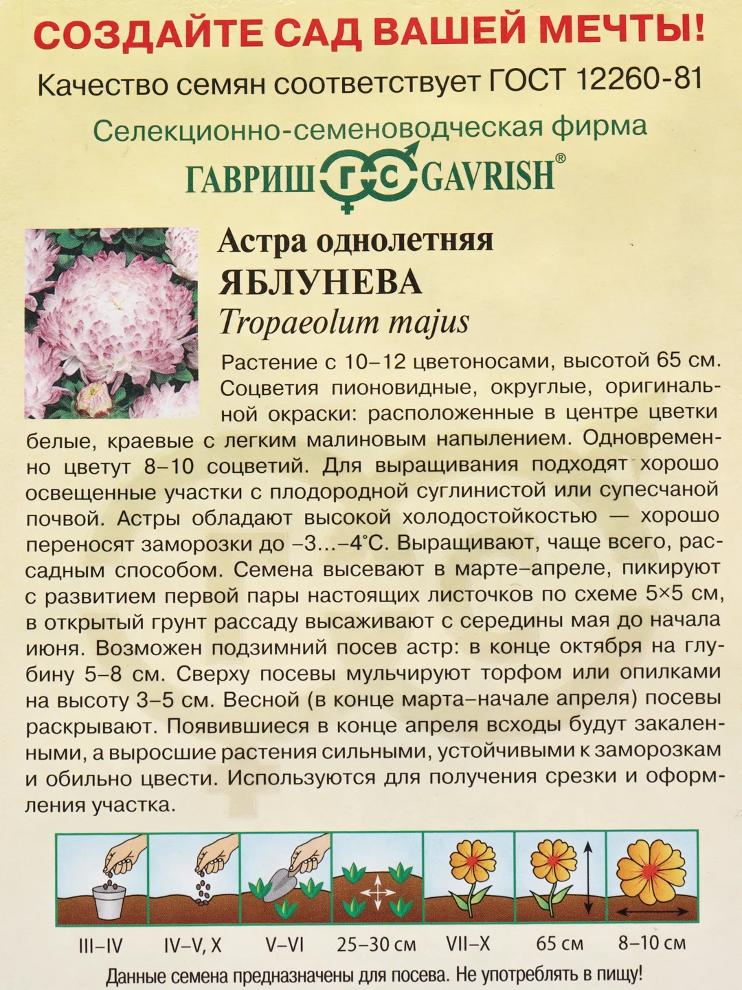 Астра Яблунева (семена,цветы)