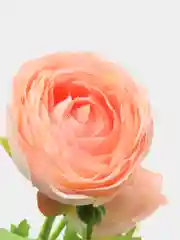 Коралловый меланж искусственные цветы Ранункулюс персиковый искусственная камелия пион