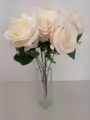 Молочный роза