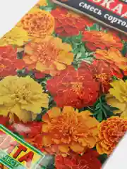 Бархатцы Брокада (семена,цветы)