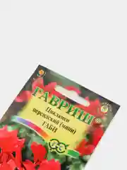Семена Цикламен персидский  Габи мини