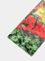 Семена Цикламен персидский  Габи мини