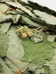 Веник для бани  рябиновый  веник  банный  в крафт  бумаге   рябина