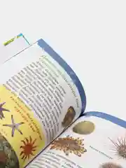 Книга "Подводный мир" (энциклопедия для детского сада)