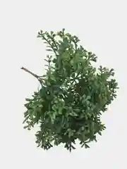 Зелень искусственная