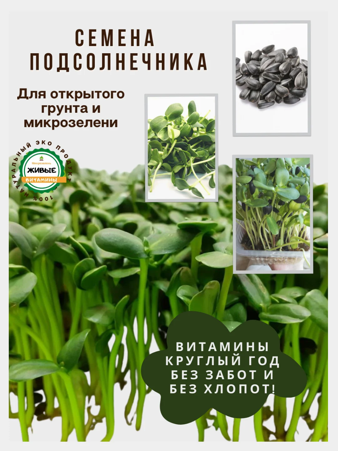 Семена зелени и микрозелень : рукола, горох, кресс-салат, капуста, пшеница, горчица, кинза