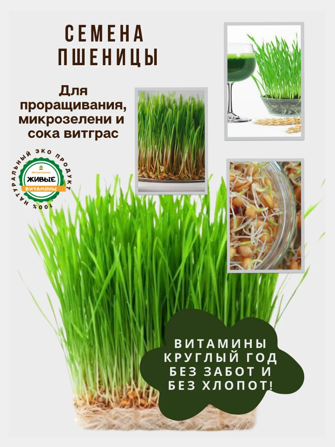 Семена зелени и микрозелень : рукола, горох, кресс-салат, капуста, пшеница, горчица, кинза