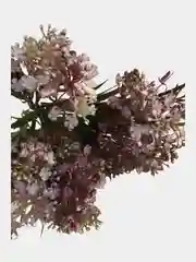 Конфетный цветы искусственные