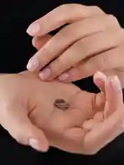 Серьга из медицинской стали