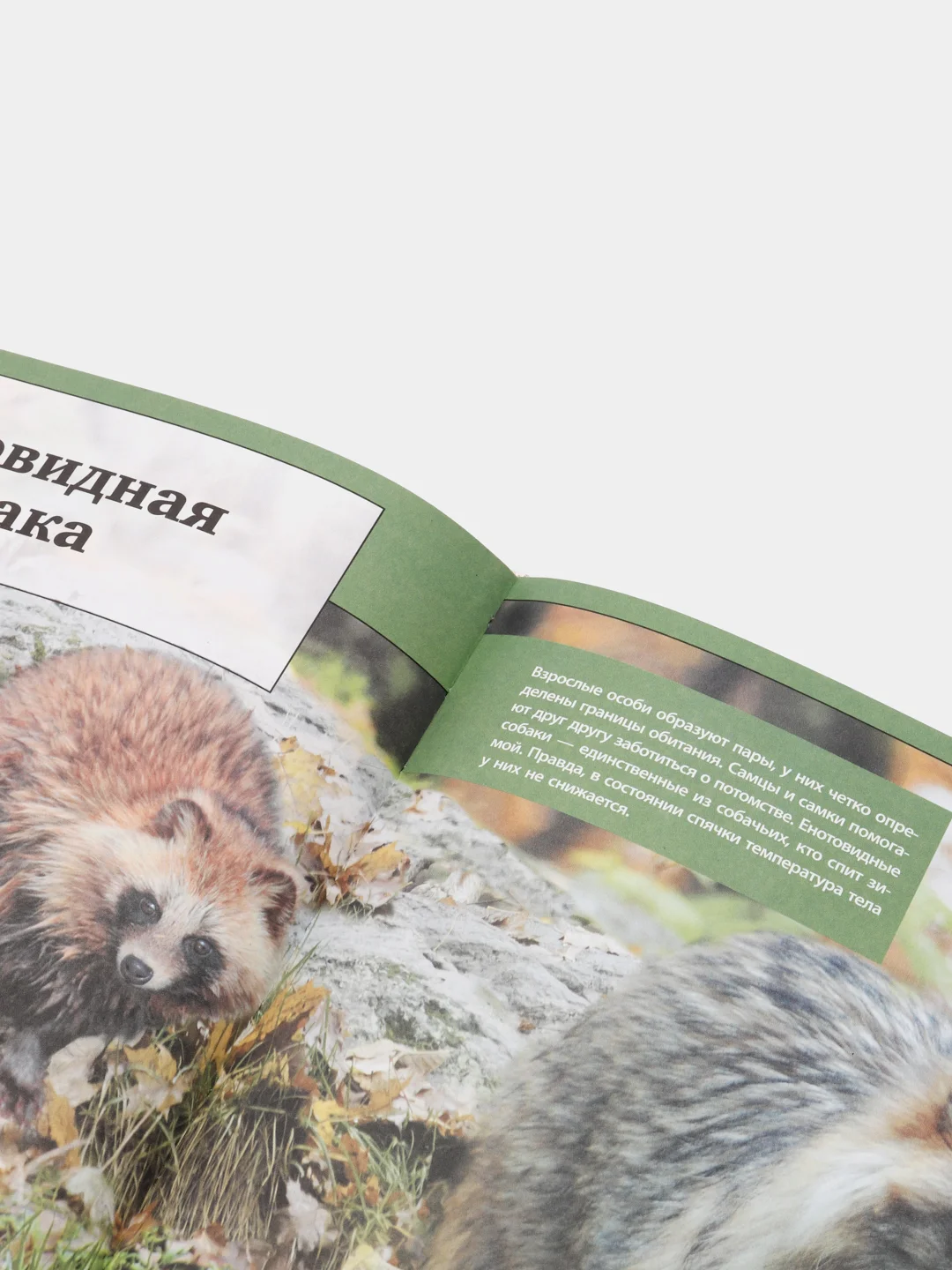 Большая детская 3D-энциклопедия обо всём на свете, Кошевар Д.В., Ликсо В.В., Папуниди Е.А.