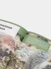 Большая детская 3D-энциклопедия обо всём на свете, Кошевар Д.В., Ликсо В.В., Папуниди Е.А.