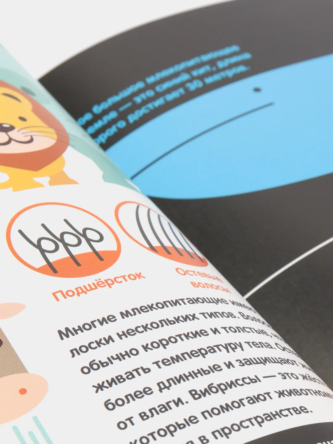 В мире животных. Первая энциклопедия в инфографике, Брандл Х