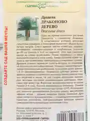 Семена Драцена "Драконово дерево" 3 шт