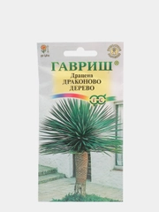 Семена Драцена "Драконово дерево" 3 шт