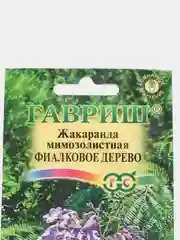 Жакаранда мимозолистная Фиалковое дерево 3 шт