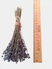 Лавандовый лаванда крымская, сухоцвет