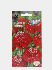 Семена Седек "Скабиоза Янина"