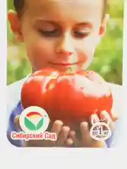 Семена томата "Бугай Красный" Сибирский сад