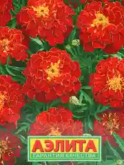 Семена Бархатцы (набор 2 уп) "Красная вишня"
