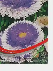 Семена цветов Астра помпонная "Голубая Луна"