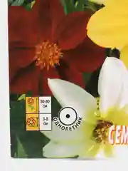 Семена цветов Георгина "Веселые ребята"