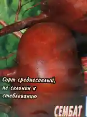 Семена Свекла среднеспелая "Египетская плоская", 2 г