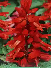 Сальвия сверкающая Скарлет (семена)