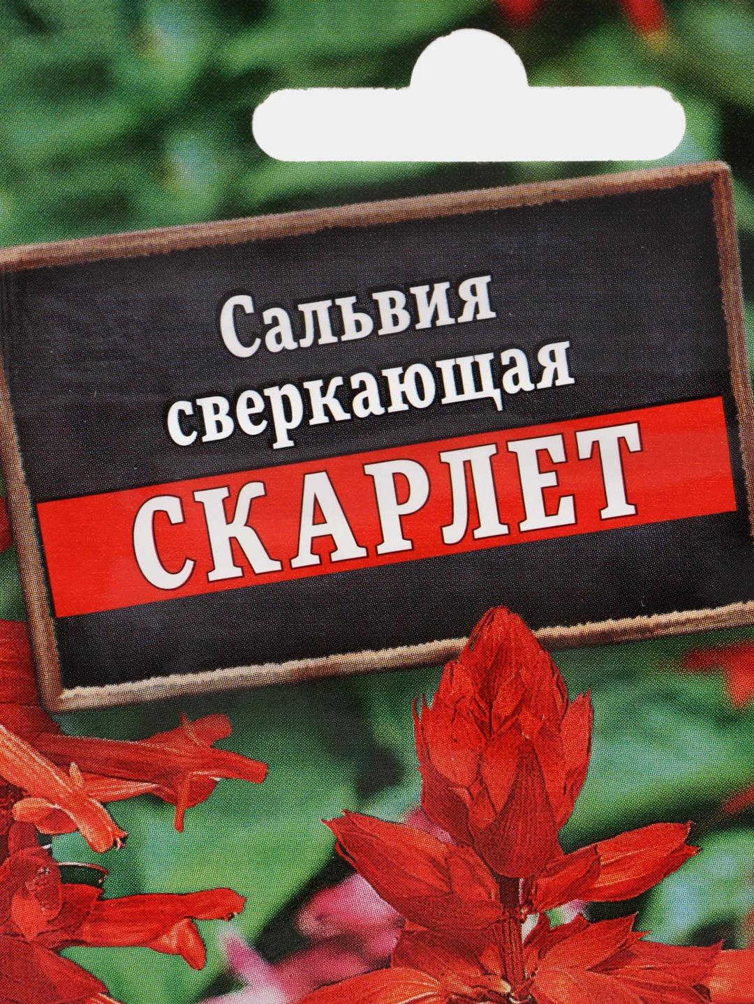 Сальвия сверкающая Скарлет (семена)