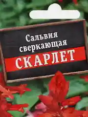 Сальвия сверкающая Скарлет (семена)