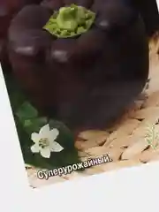 Перец Звезда востока фиолетовая (семена)
