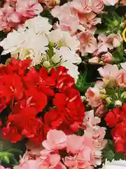 Флокс друммонда "Балконный махровый", смесь сортов (семена) цветы