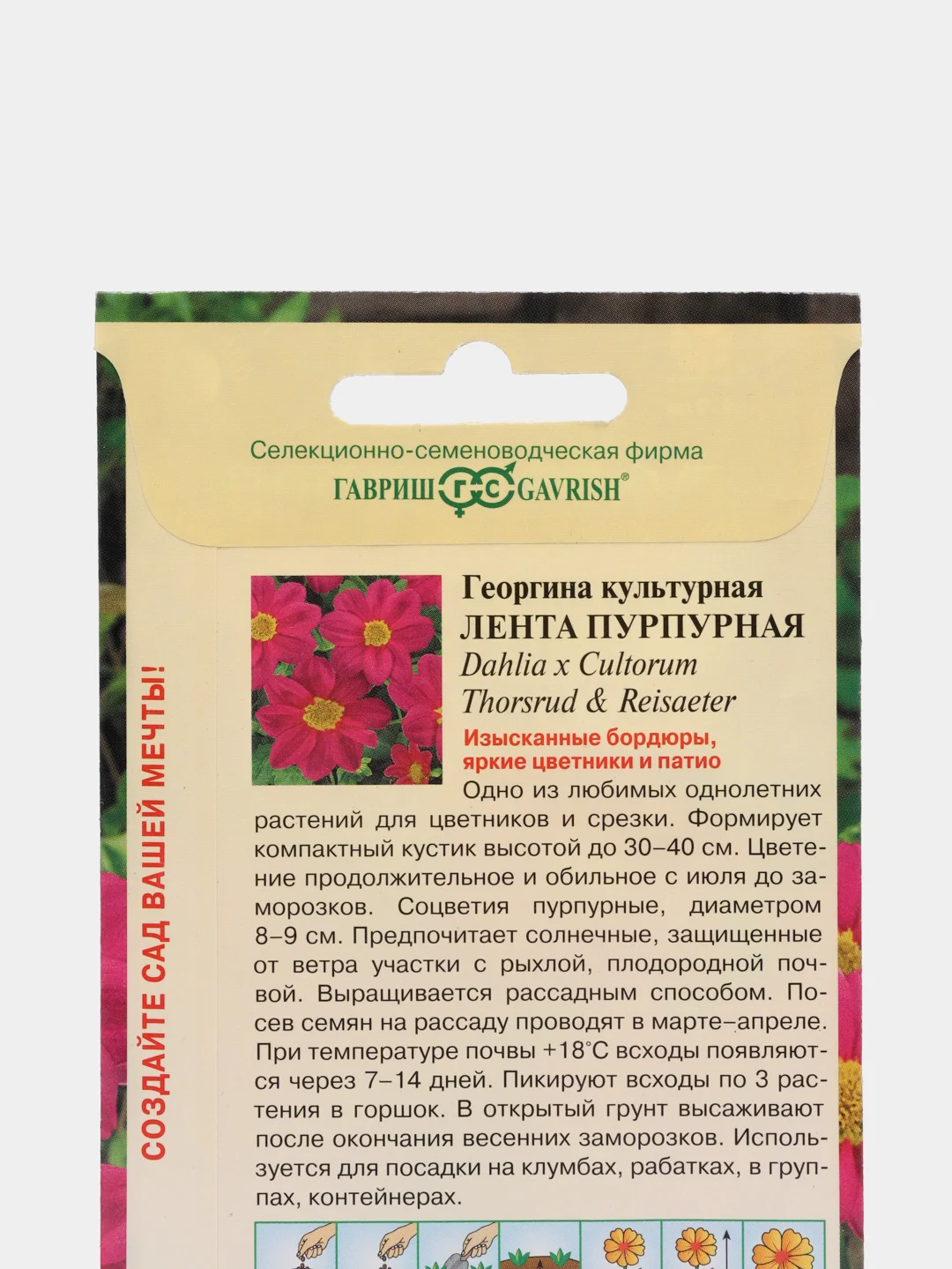 Георгина "Лента пурпурная", набор по 1, 3, 5 шт