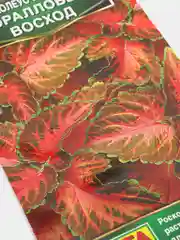 Семена Колеус блюме  Коралловый восход