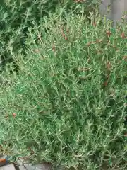 Тимьян Французкий аромат (семена)