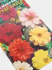 Семена цветов Георгина "Бордюрная смесь"