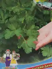 Петрушка Гигантелла (семена)