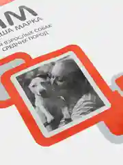 Сухой корм Наша Марка, для взрослых собак средних пород, с цыплёнком и овощами, 3 кг