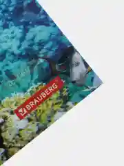 Папка уголок Sea World Морской мир А4, 150 мкм, цветная печать