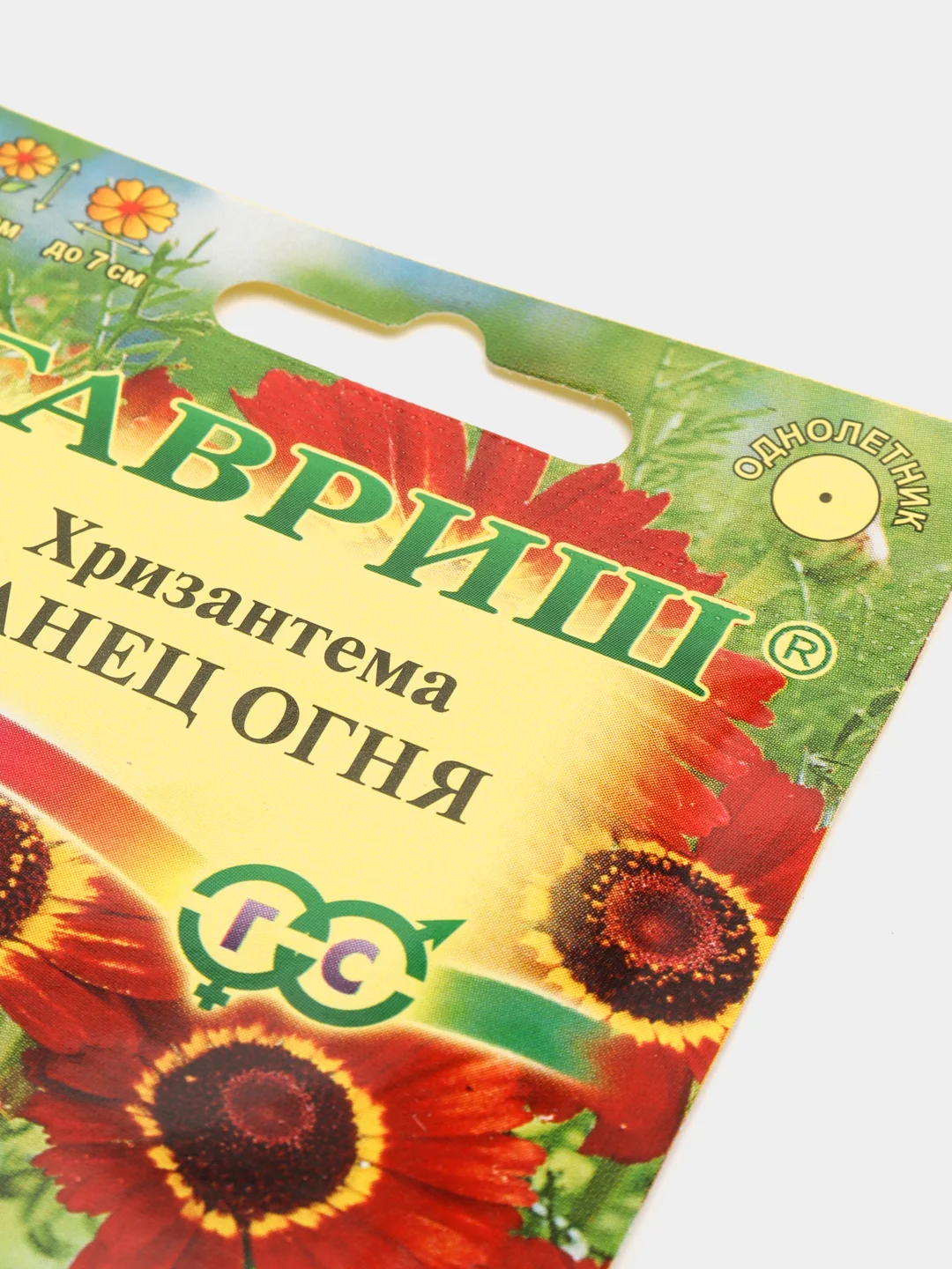 Семена цветы "Хризантема Танец огня"