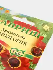 Семена цветы "Хризантема Танец огня"