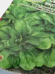 Салат Экспромт (семена)