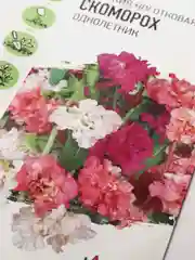 Кларкия "Скоморох" семена цветов