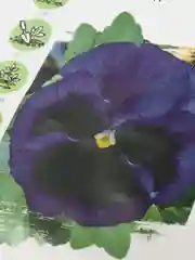 Семена Виола "Криница"