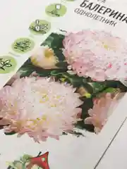 Семена цветов "Астра Балерина"
