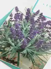 Семена Лаванда "Южанка"