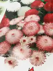 Семена Маргаритка "Парео"