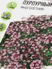 Семена цветов Тимьян "Пурпурный ковер"