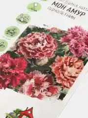 Гвоздика "Мон амур", семена, цветы
